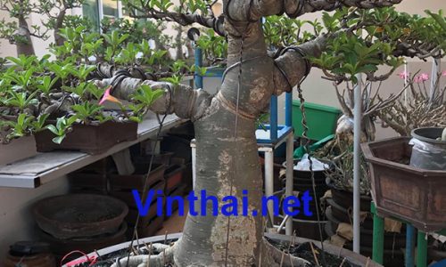 Cách nhập Cây sứ Thái Lan về Việt Nam hiệu quả nhất.