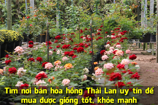 Tìm nơi bán hoa hồng Thái Lan uy tín để mua được giống tốt, khỏe mạnh